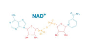 NAD+: The Cellular Powerhouse Molecule for Energy, Longevity, and Optimal Health