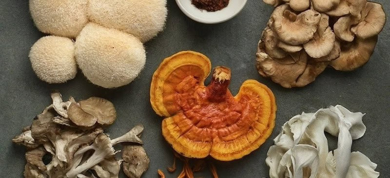 Adaptogenic Mushrooms in Fitness: The Rising Star of Natural Supplements