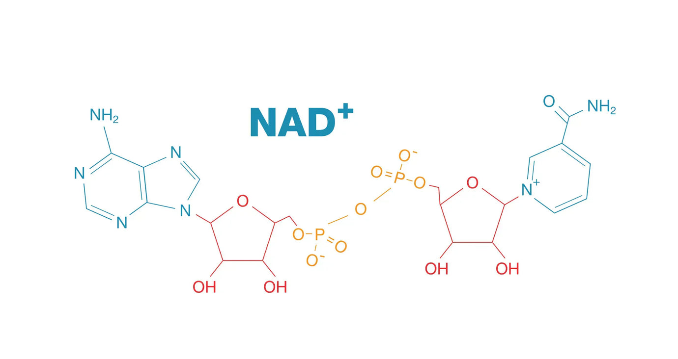 NAD+: The Cellular Powerhouse Molecule for Energy, Longevity, and Optimal Health