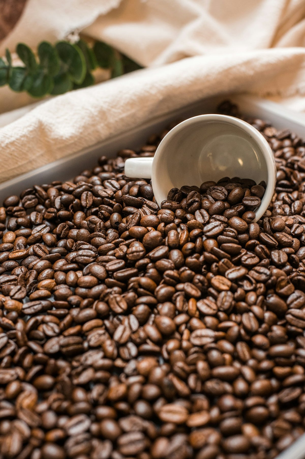 White cup resting in roasted coffee beans, illustrating caffeine in pre-workout